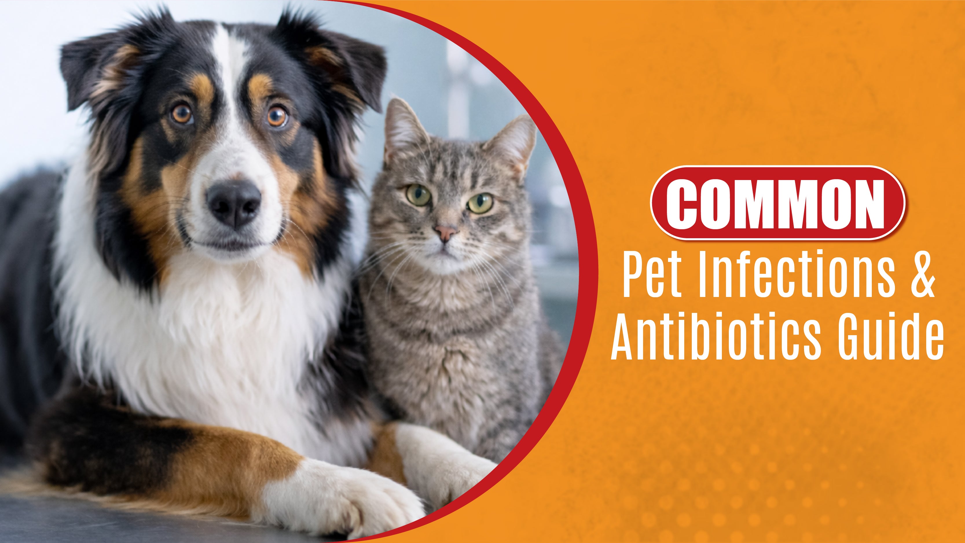 Common Pet Infections and Antibiotics Guide