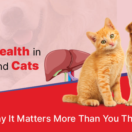 Liver Health in Dogs and Cats: Why It Matters More Than You Think