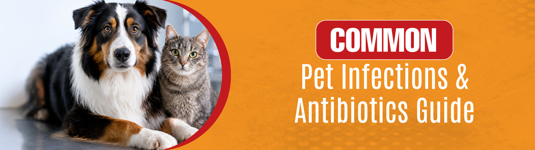 Common Pet Infections and Antibiotics Guide