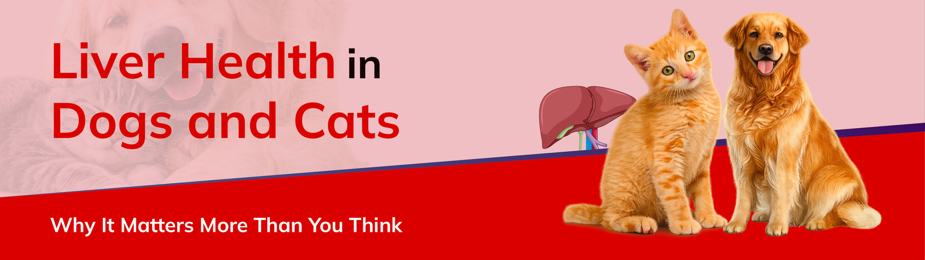 Liver Health in Dogs and Cats: Why It Matters More Than You Think
