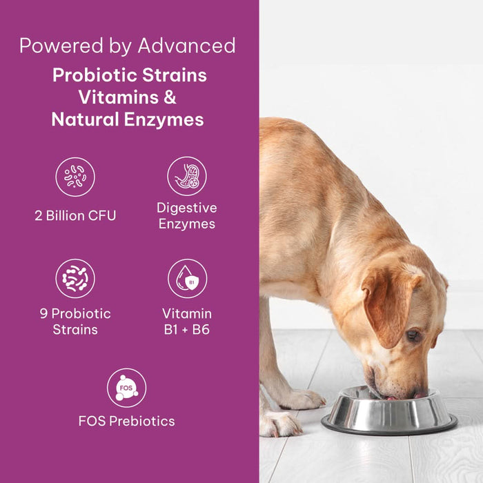 GUTMAX 360 Natural Digestive Medicine for Dogs & Cats – 20 Pre+Probiotic (1gm) Sachets - Azistastore